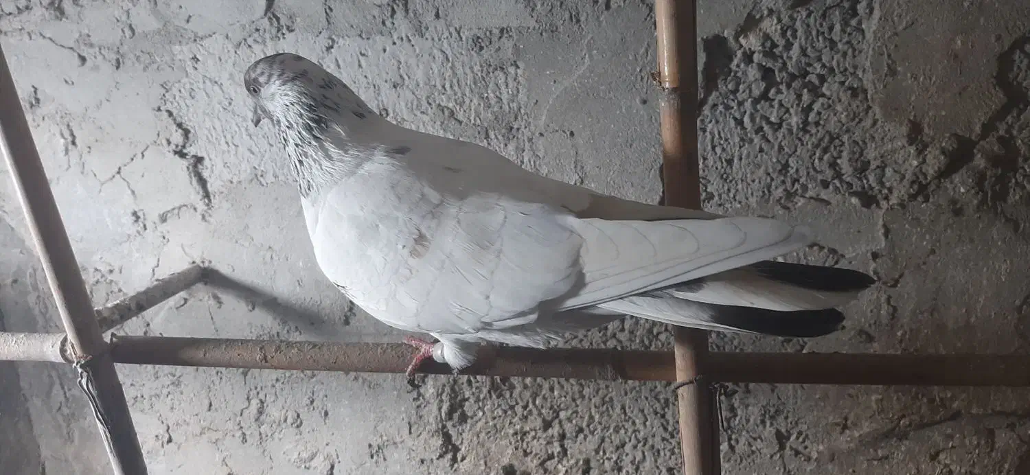 تعدادی کبوتر نر و ماده|پرنده|چالوس, |دیوار