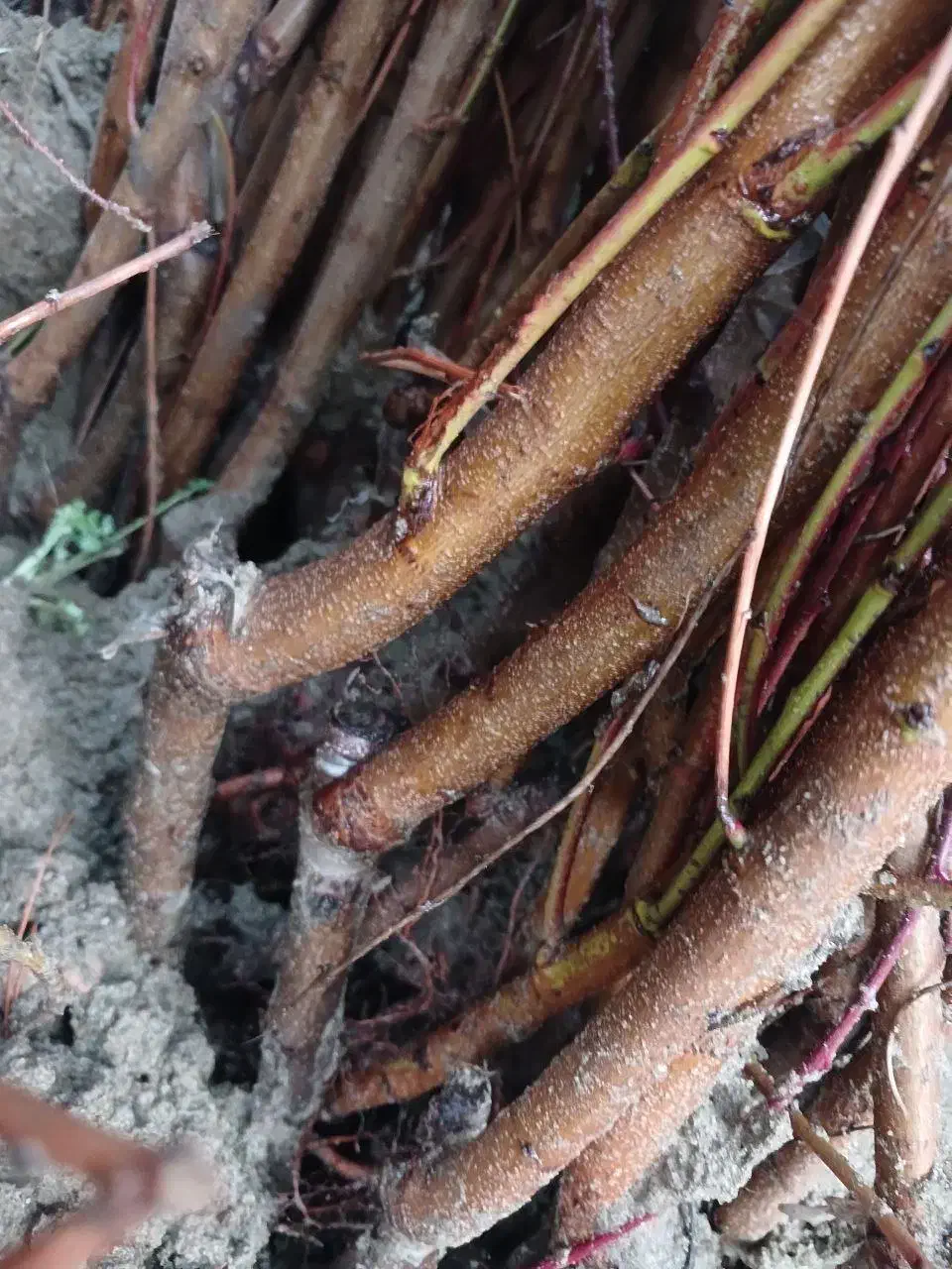 نهال بادام مرغوب چرخه اقتصادی بالا|خدمات باغبانی و درختکاری|مریوان, |دیوار