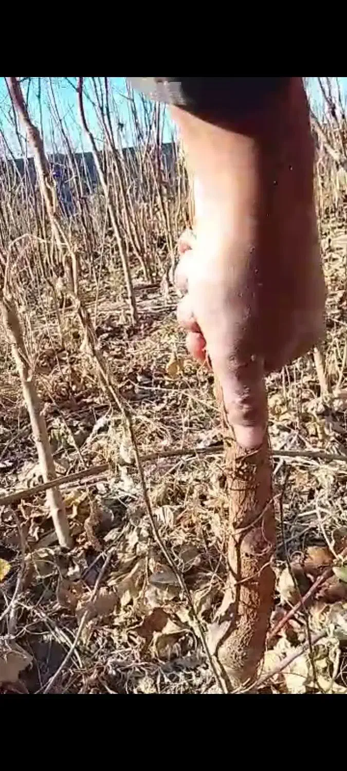 توت دوساله و سه ساله|گل و گیاه طبیعی|شاندیز, |دیوار