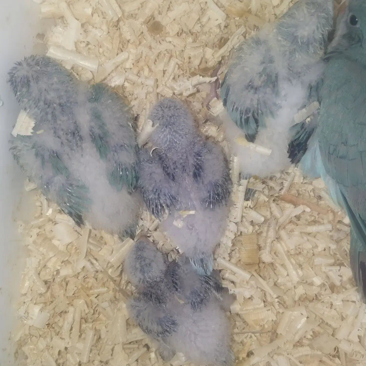 طوطی راهب سرلاکی|پرنده|قائم‌شهر, |دیوار