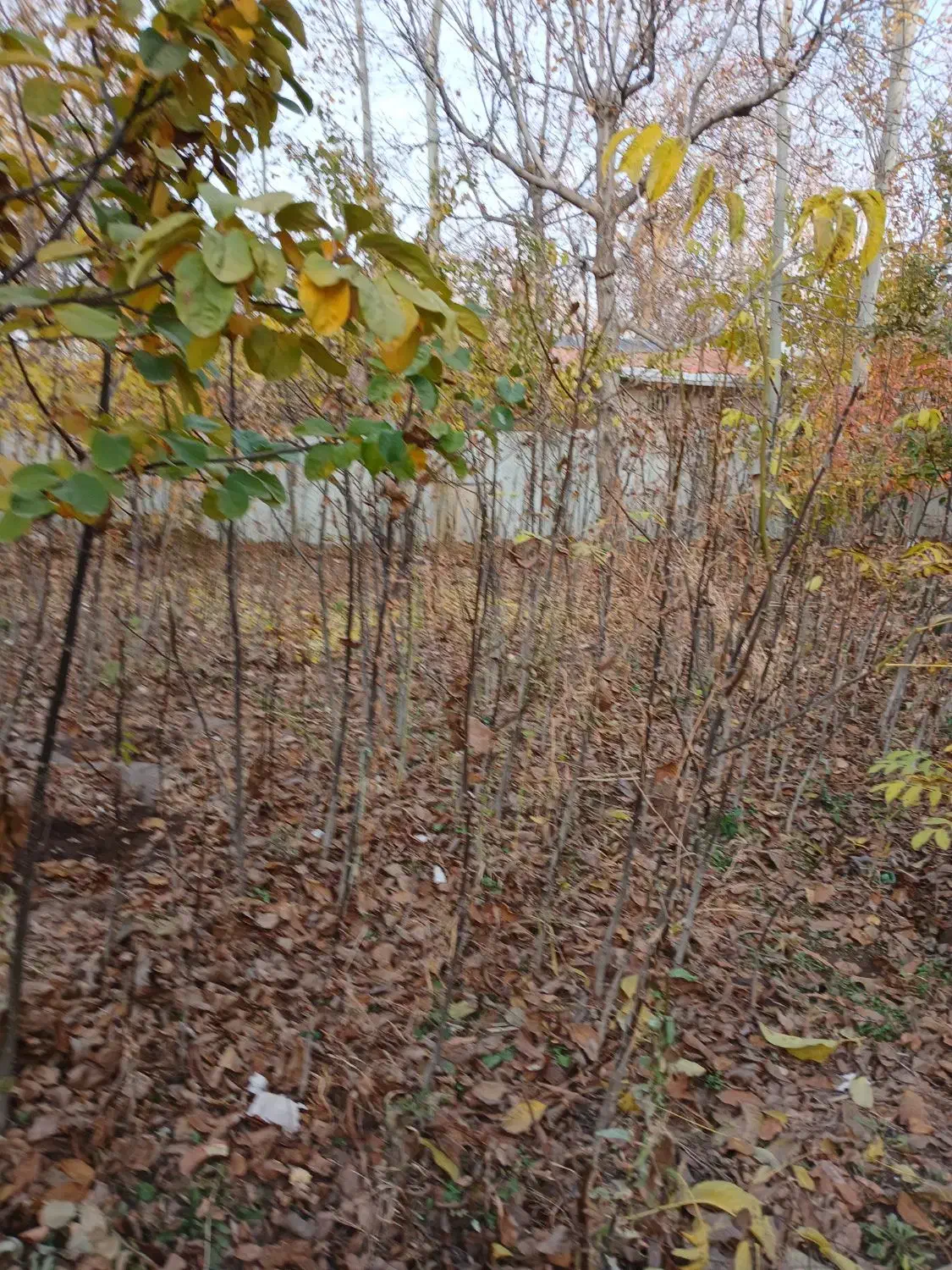 فروش نهال گردوی زود بار ده|خدمات باغبانی و درختکاری|مرند, |دیوار