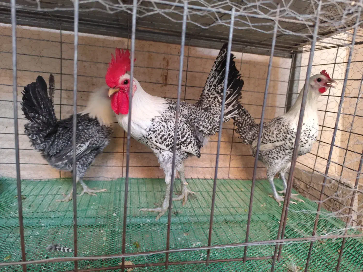 تخم نطفه دار براکل|حیوانات مزرعه|اصفهان, جاوان|دیوار