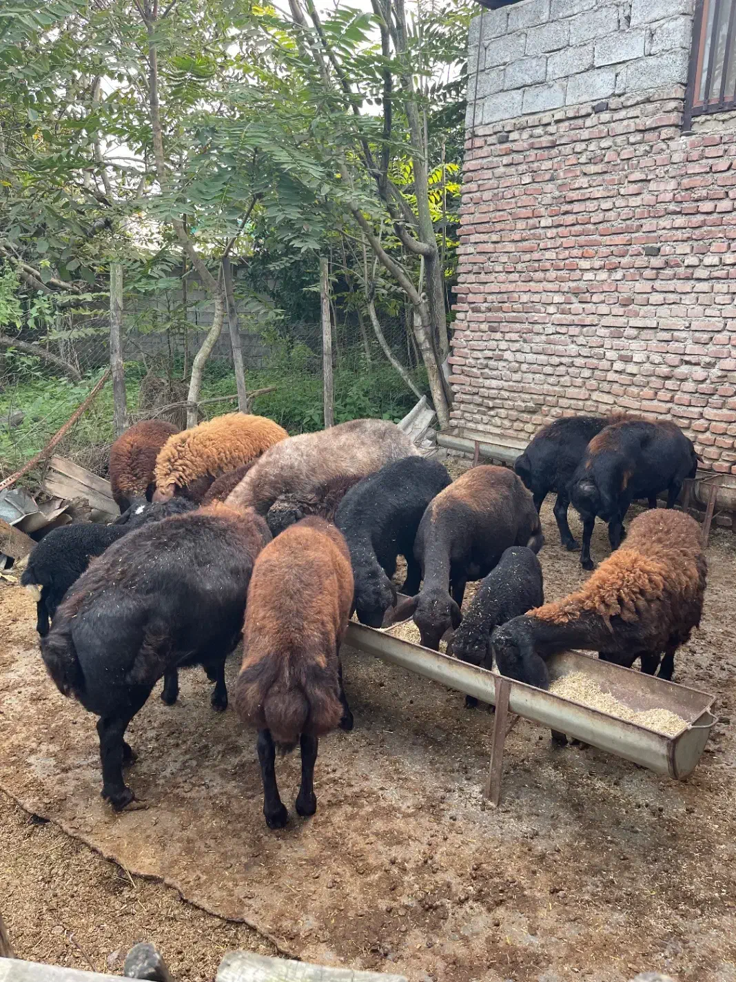 فروش گوسفند افشاری|حیوانات مزرعه|قائم‌شهر, |دیوار