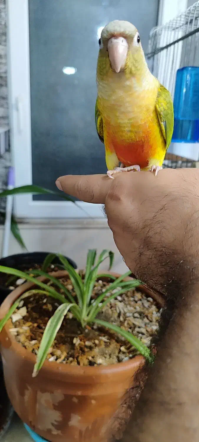 عروس هلندی وگرینچیک فول دستی|پرنده|قم, اسمعیل آباد|دیوار