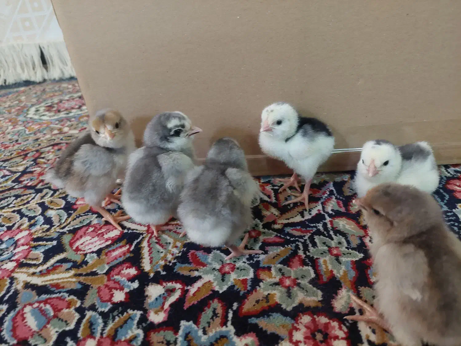 جوجه گلین|حیوانات مزرعه|یزد, |دیوار