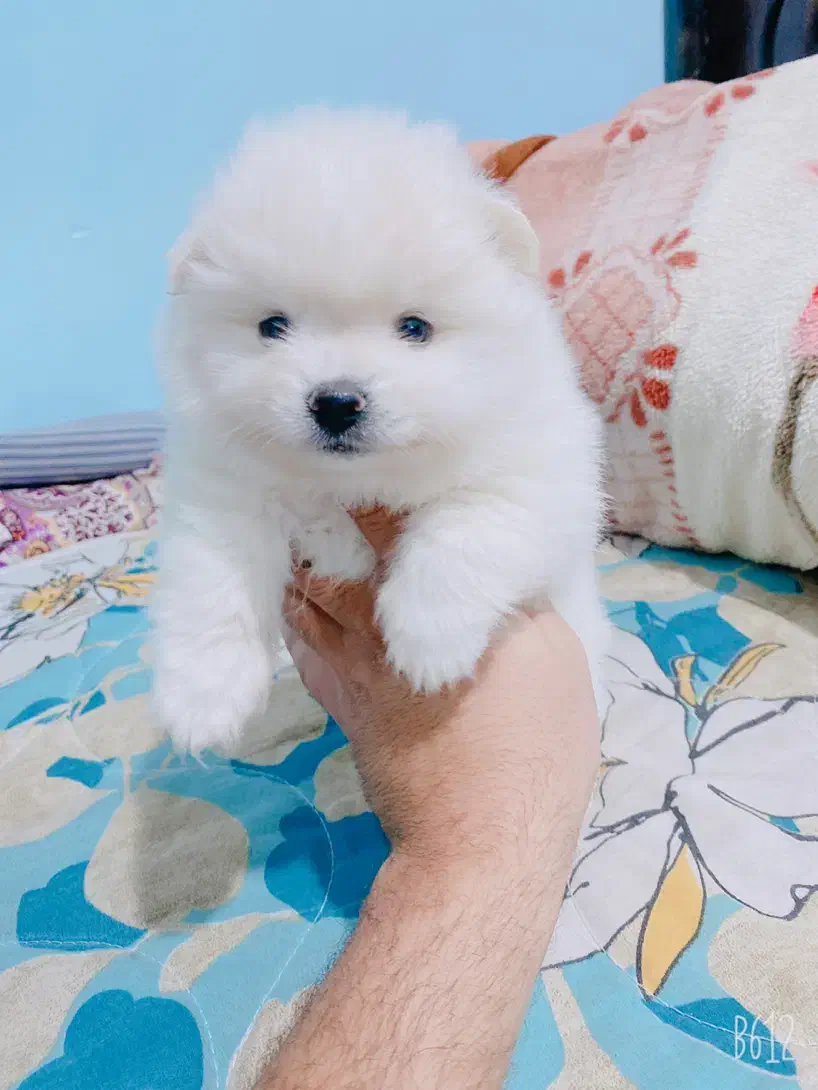 نر یک ساله پامرانین|سگ|سیرجان, |دیوار