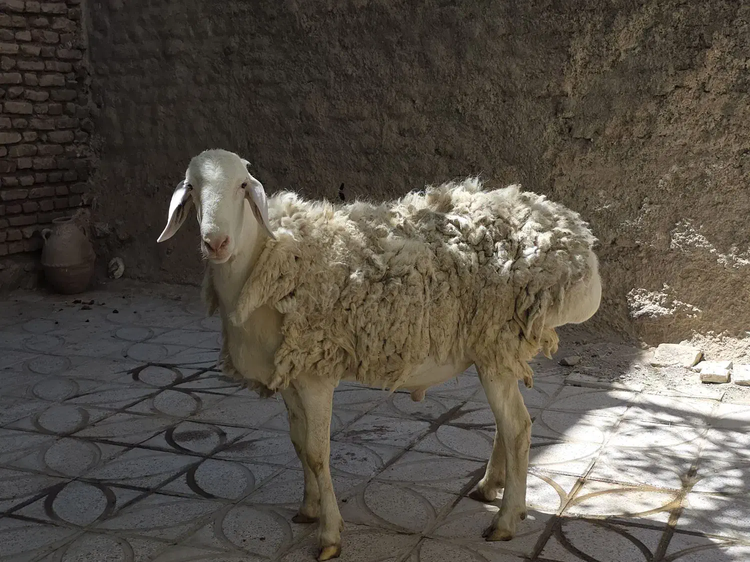 قوچ چینی|حیوانات مزرعه|کاخک, |دیوار