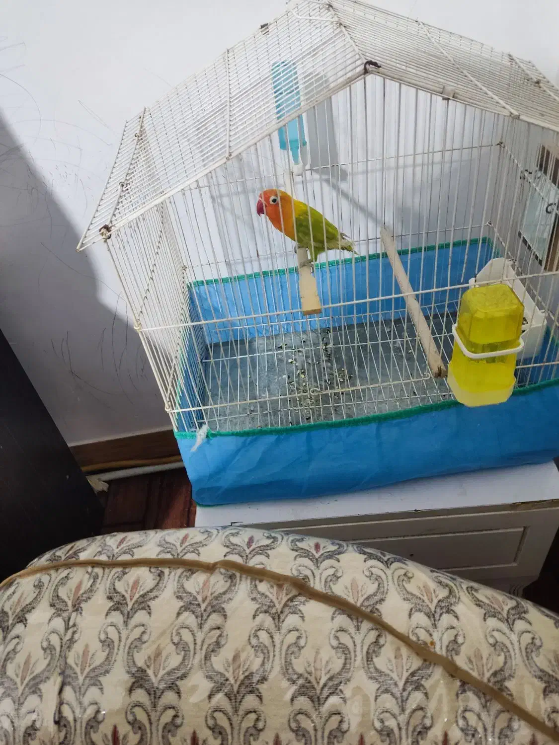 کوتوله فیشر نر|پرنده|سیرجان, |دیوار