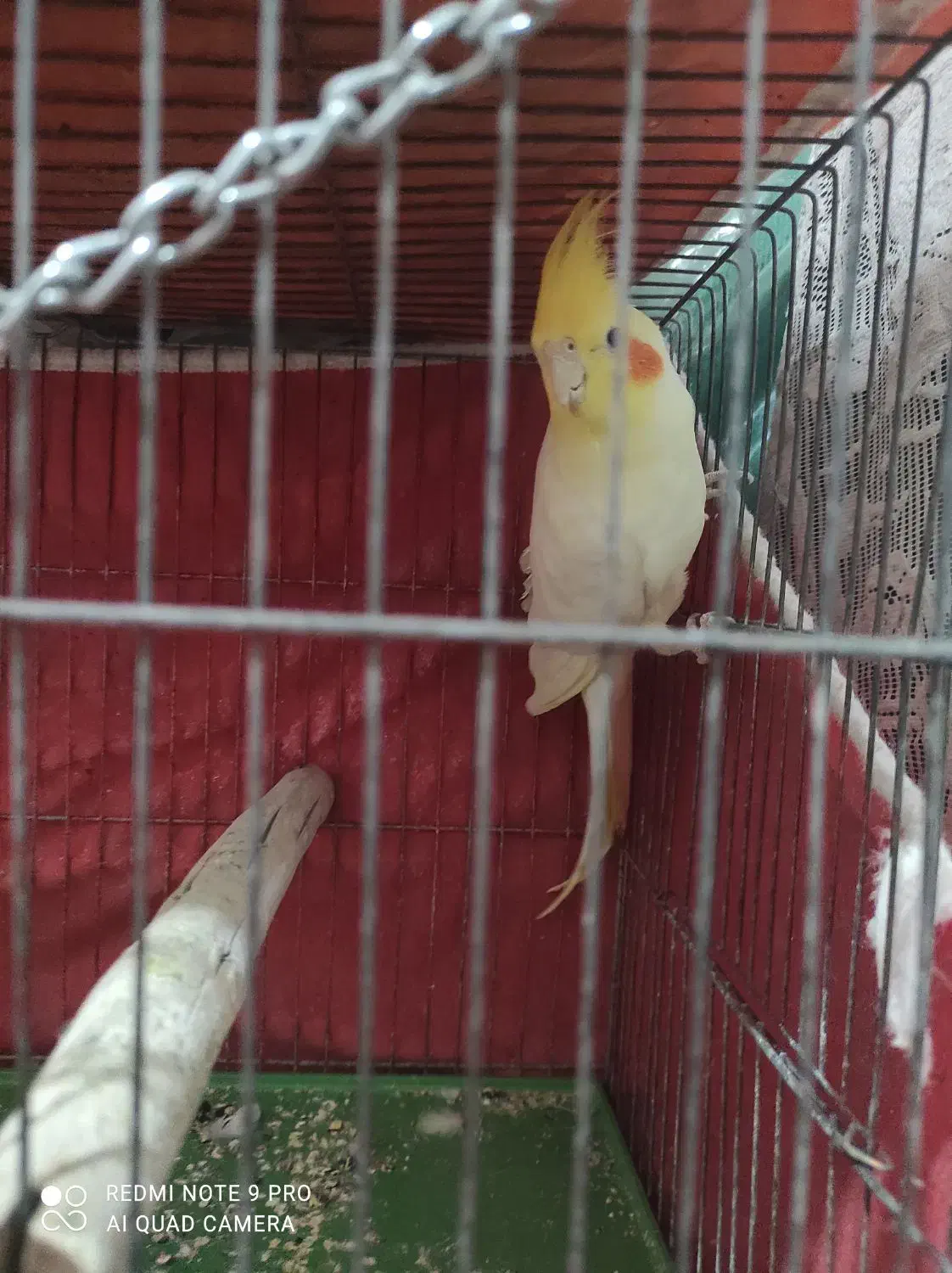 فروش عروس هلندی شیطون بازیگوش|پرنده|برخوار, |دیوار