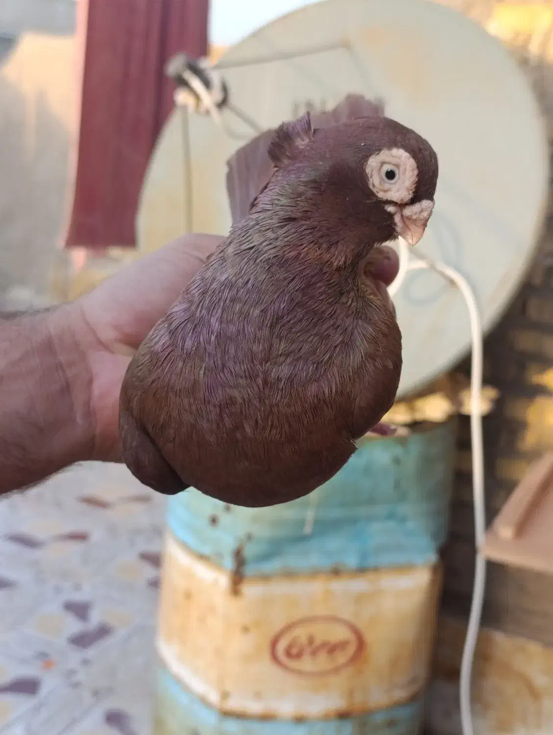 صرب درجه یک|پرنده|خرمشهر, |دیوار