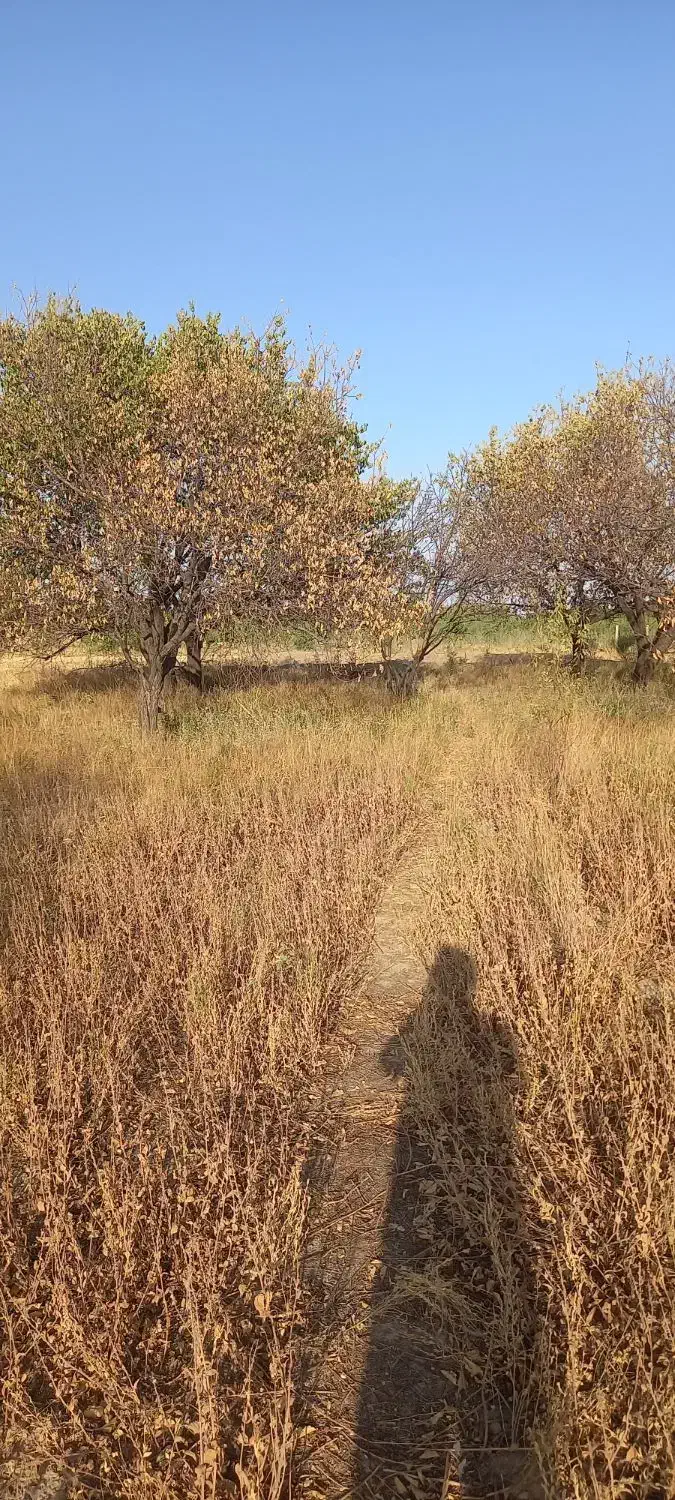 باغ و باغچه|فروش زمین و ملک کلنگی|انزل, |دیوار