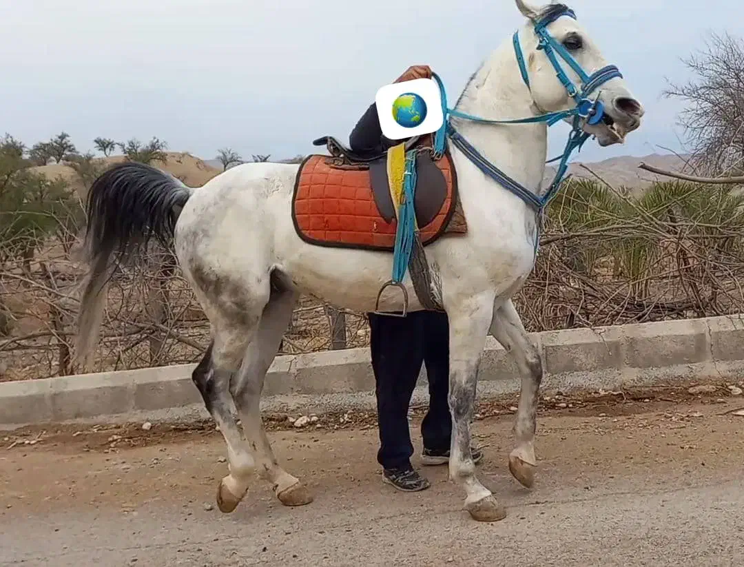 نریون ۶ سال سواری دار|اسب و تجهیزات اسب‌سواری|دورود, |دیوار