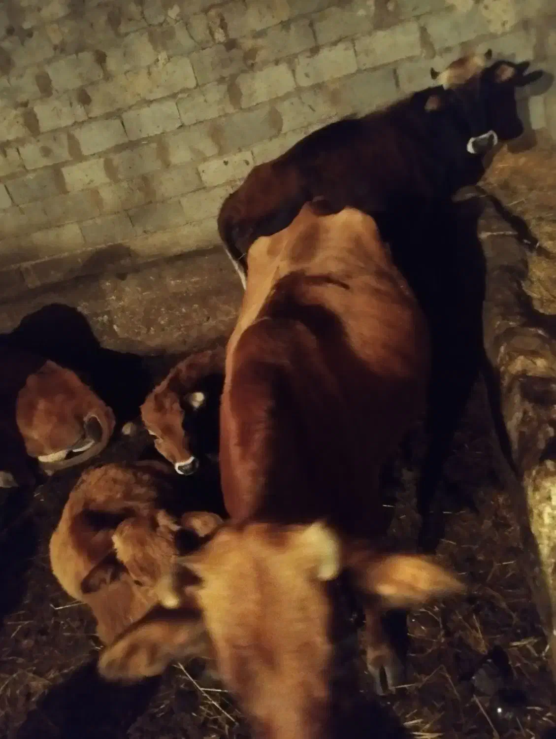 گاو با گوساله نر|حیوانات مزرعه|کلیبر, |دیوار