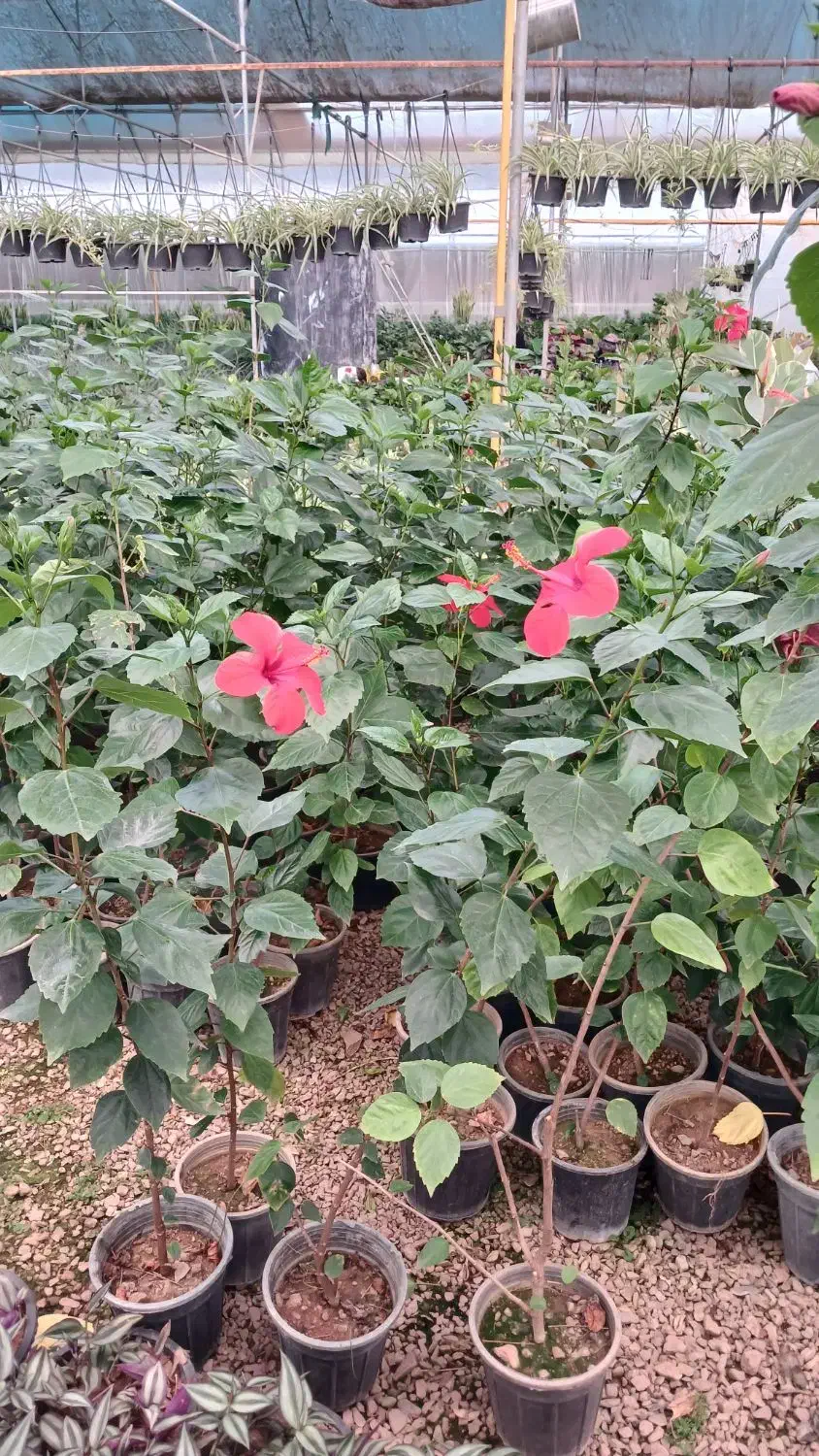 پتوس نشایی ریشه پر|گل و گیاه طبیعی|قم, چهل درخت‎|دیوار