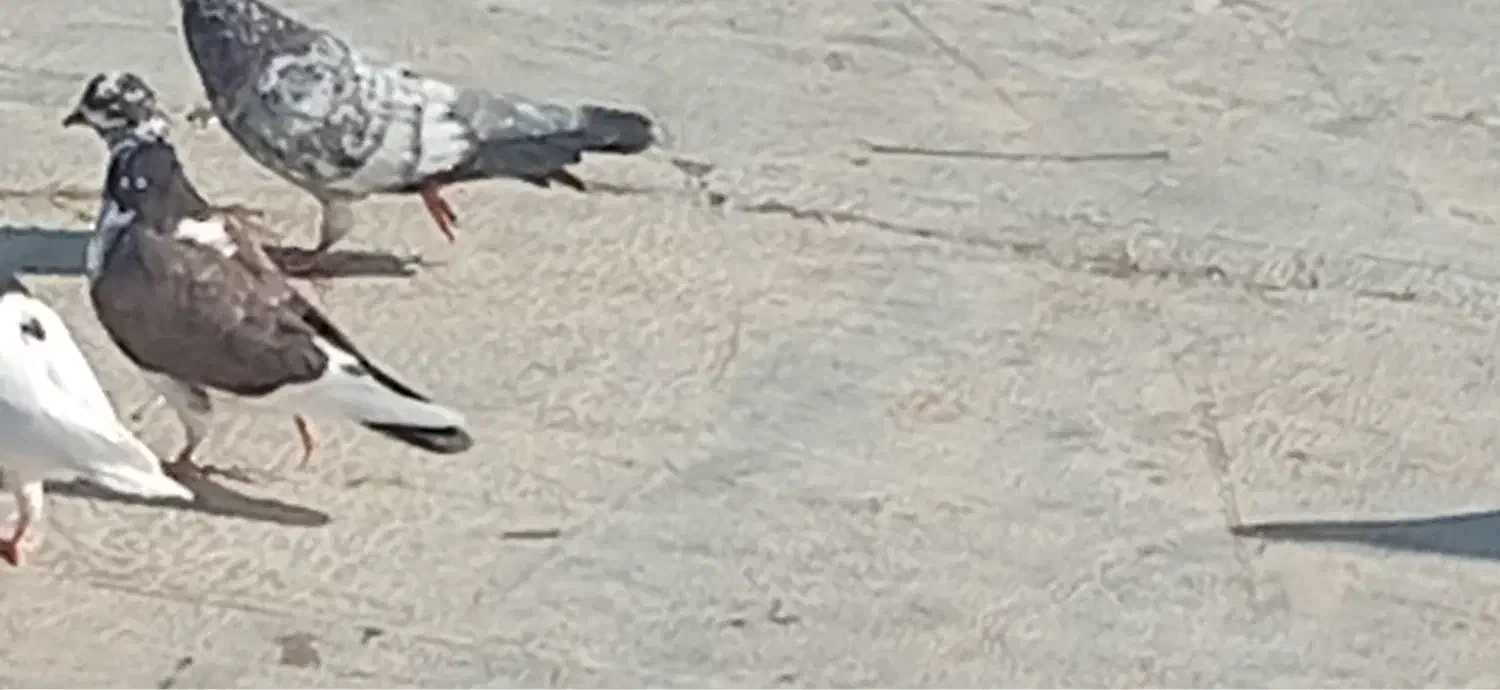 دوتا کفتر محدوده شهرک همت تار شده|پرنده|شاهرود, |دیوار