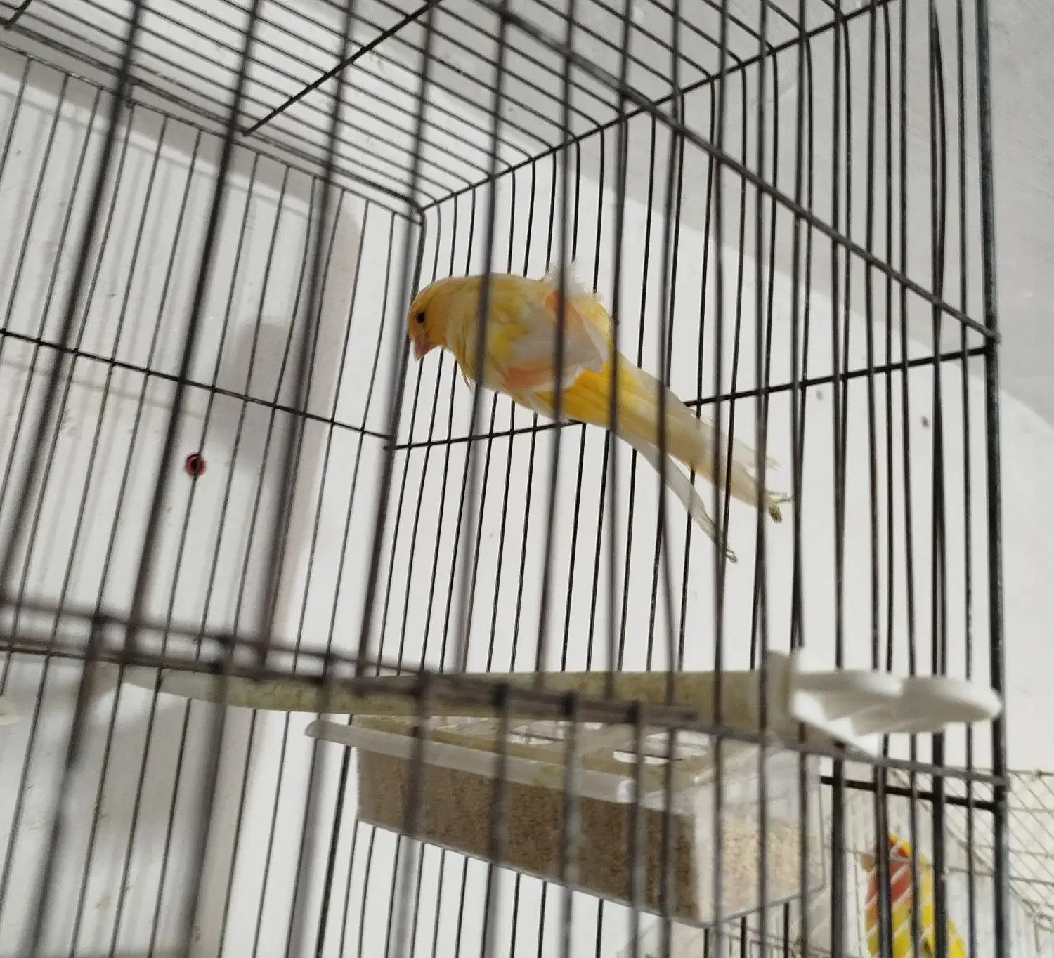 قناری سوپر کشیده|پرنده|شاهرود, |دیوار