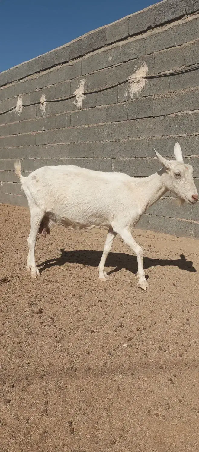 ماده سانن اصیل|حیوانات مزرعه|زاهدان, |دیوار