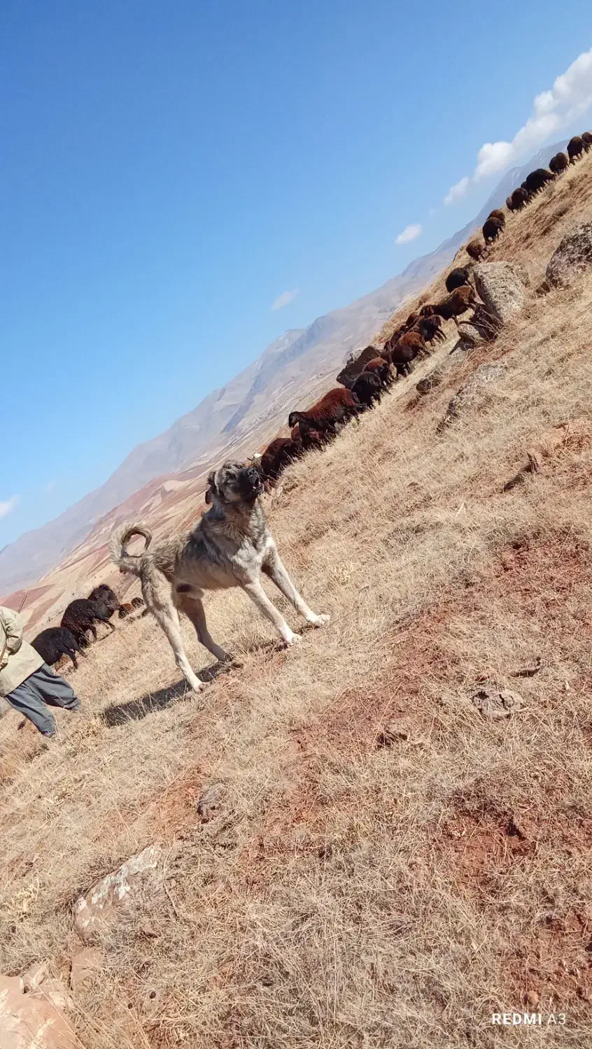 سگ گله|سگ|تکاب, |دیوار