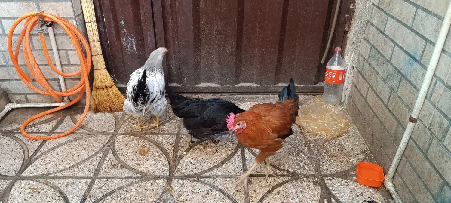 مرغ خروس|حیوانات مزرعه|خاوران, |دیوار