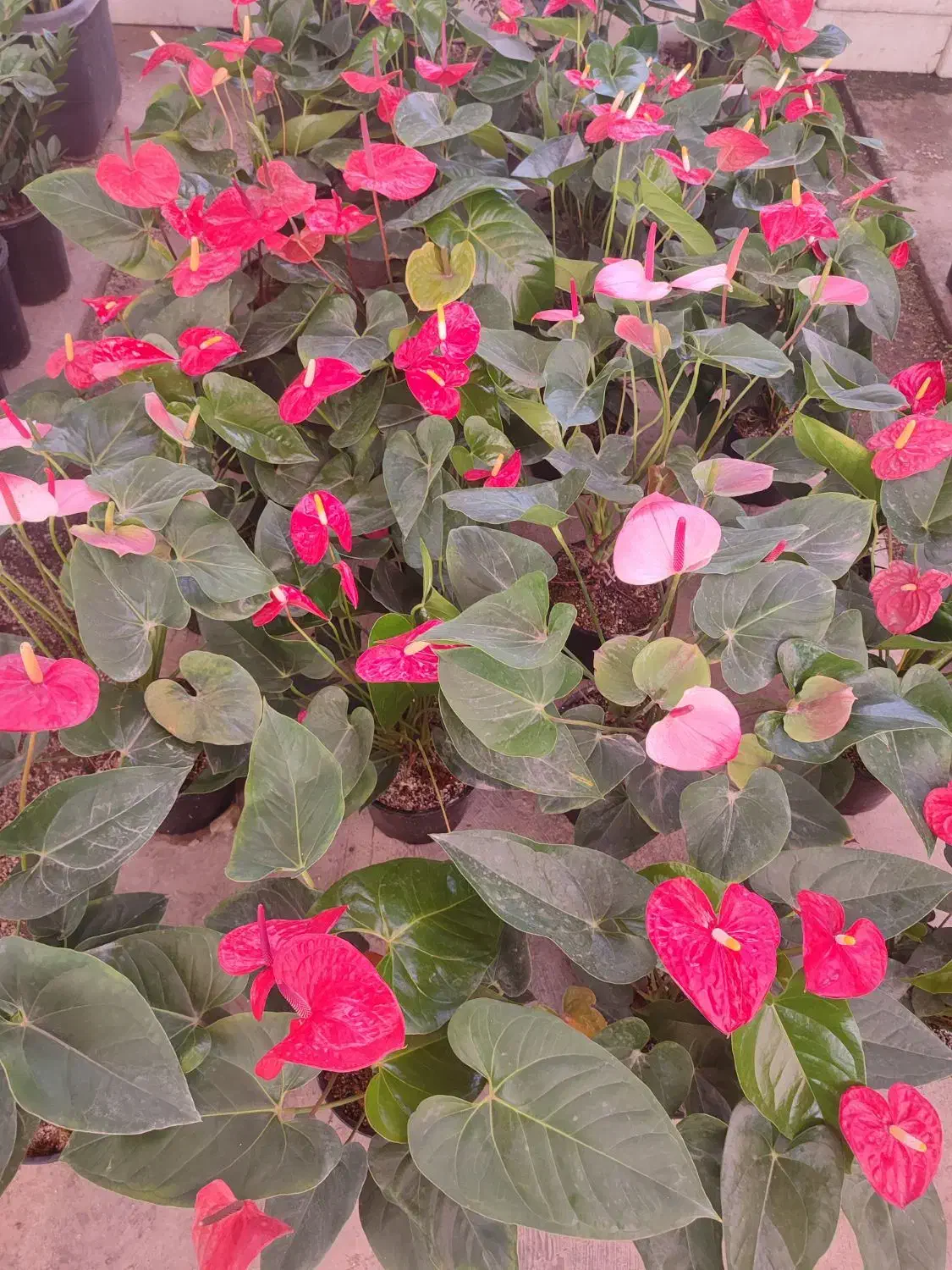 فروش گیاهان گلدار و آپارتمانی|گل و گیاه طبیعی|مشهد, شهرک صنعتی توس|دیوار