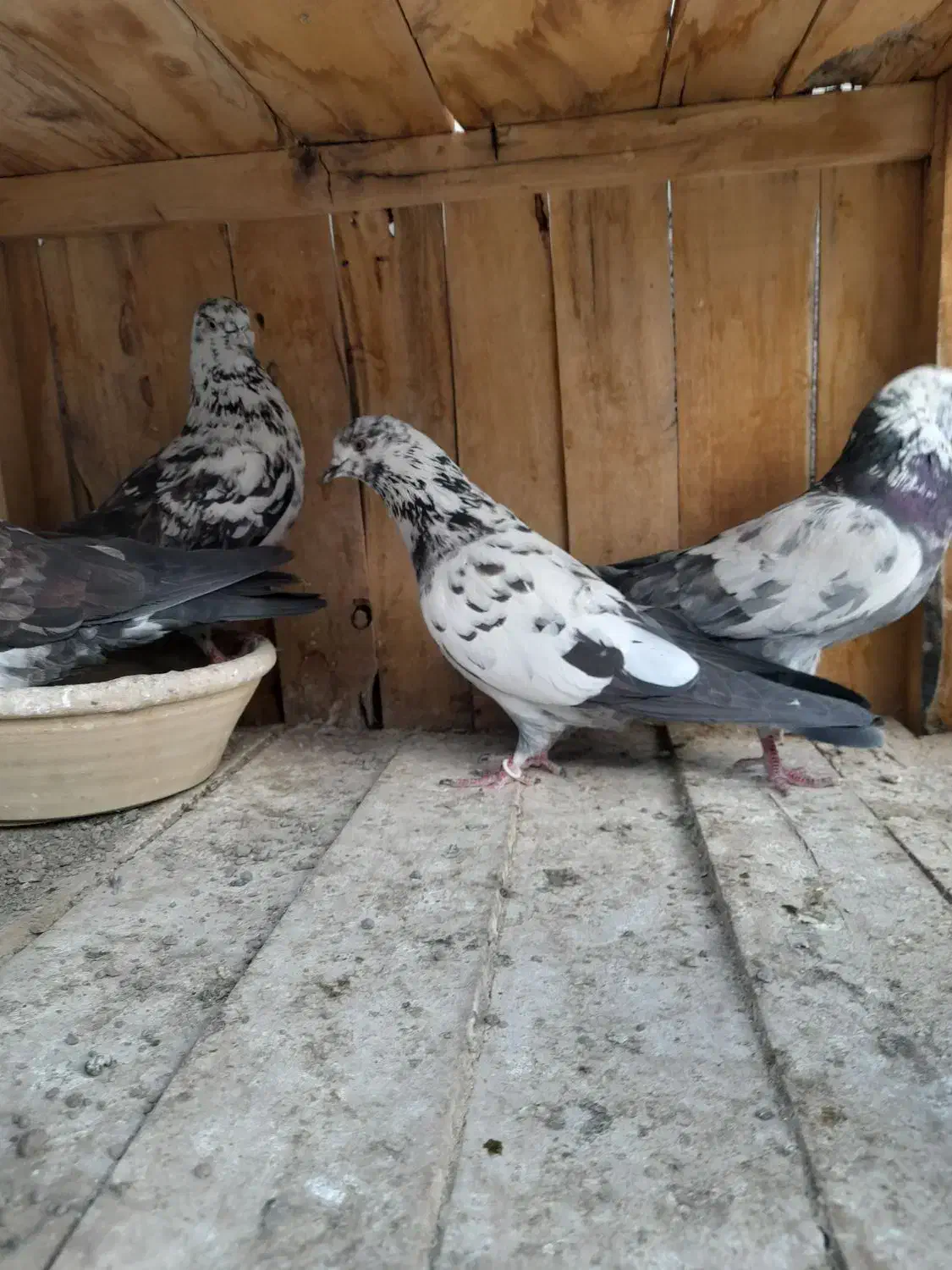 ۷عدد گرفتنی پرشی|پرنده|قم, شهرک مهدیه (مدرس)|دیوار