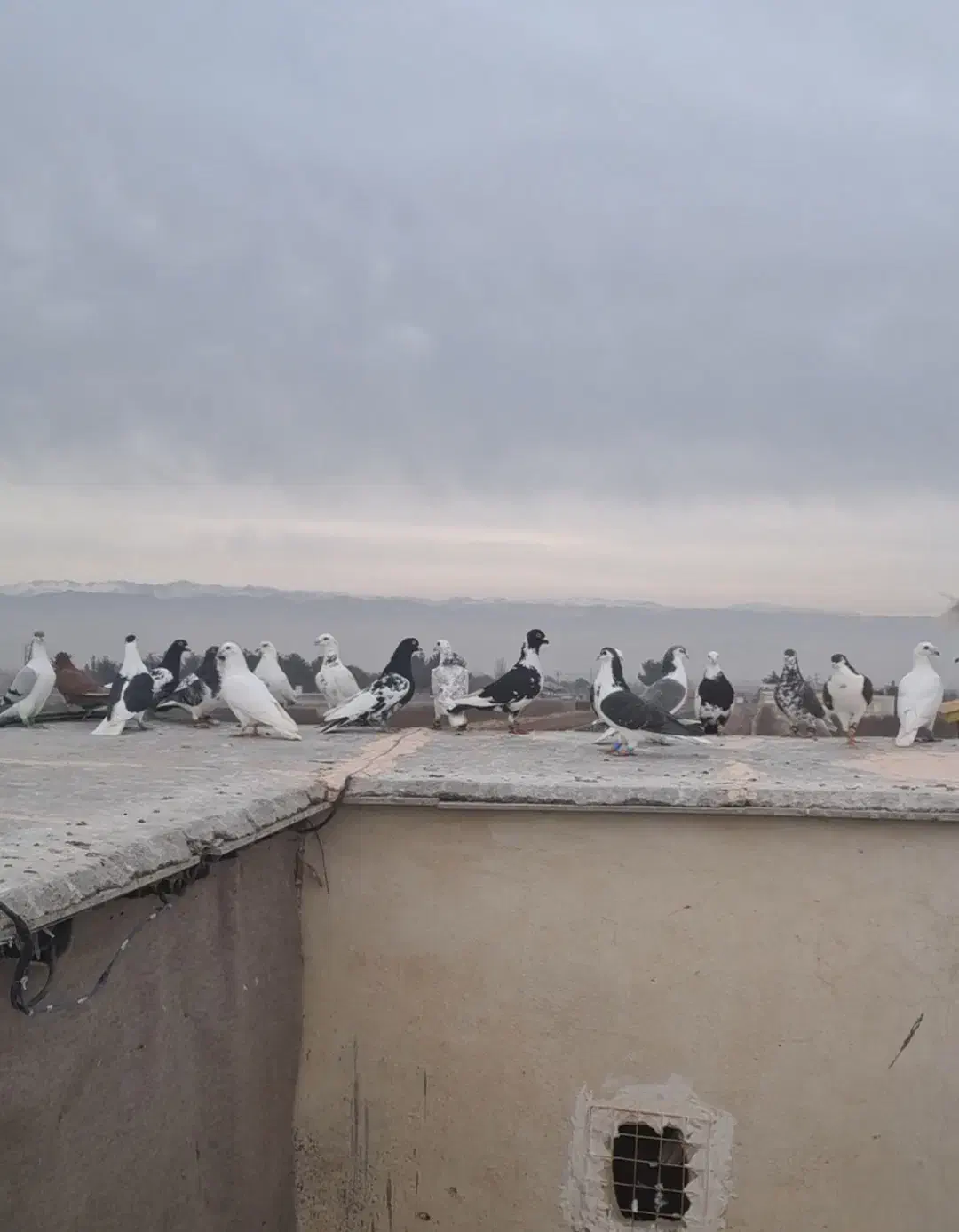 کفتر بوم تعداد ۳۵ عدد|پرنده|گلبهار, نوبهار|دیوار