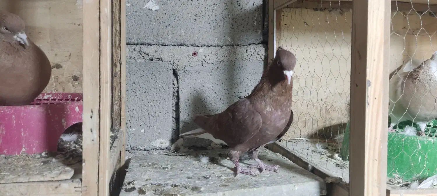 نروماده سرخ دمسفیدزرددمسفیدخال سیاه دار|پرنده|پاپی, |دیوار