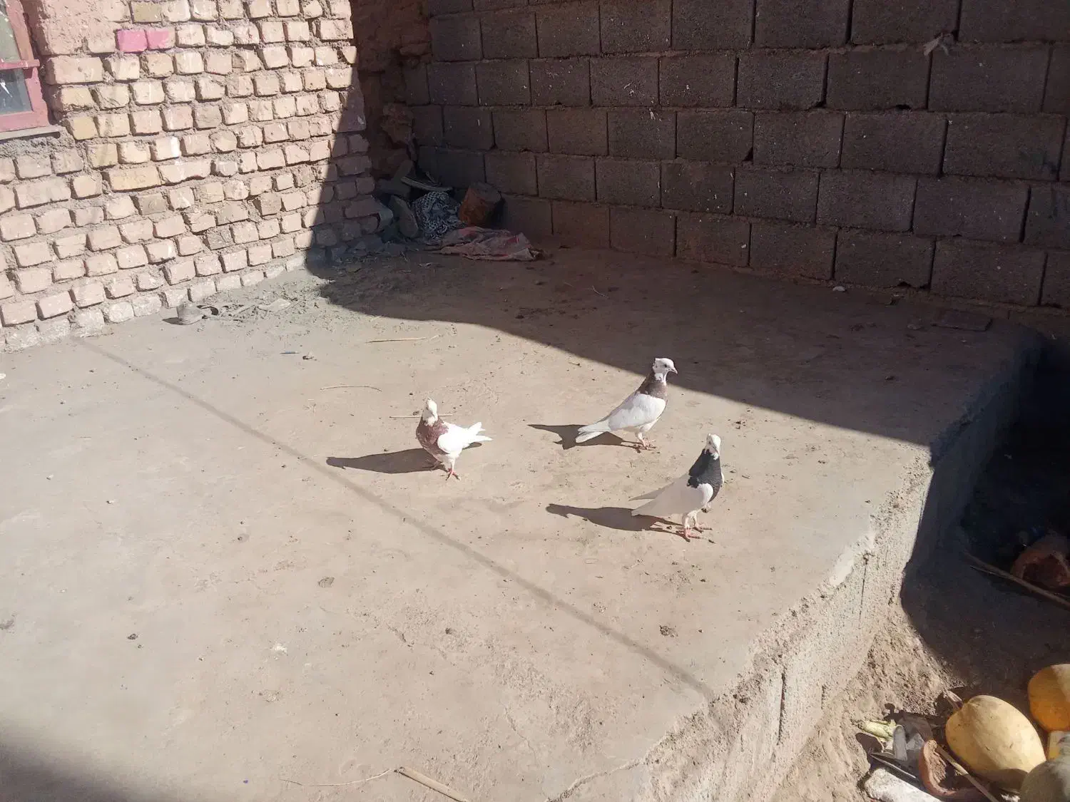 کبوتر طوقی|پرنده|جوین, |دیوار