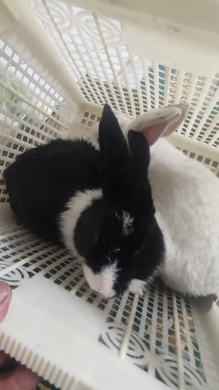 فروش خرگوش خانگی|موش و خرگوش|یزد, |دیوار