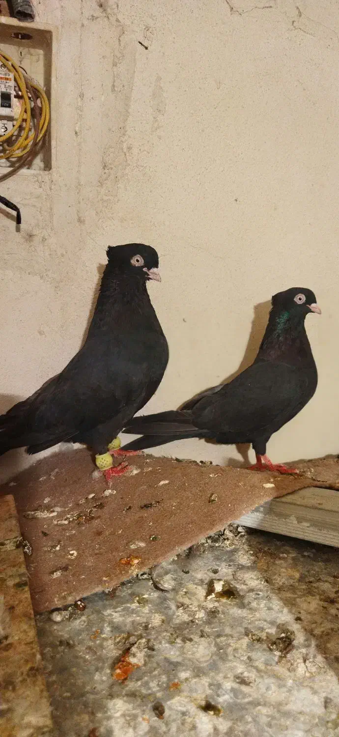 زاغ ابادانی|پرنده|نورآباد ممسنی, |دیوار