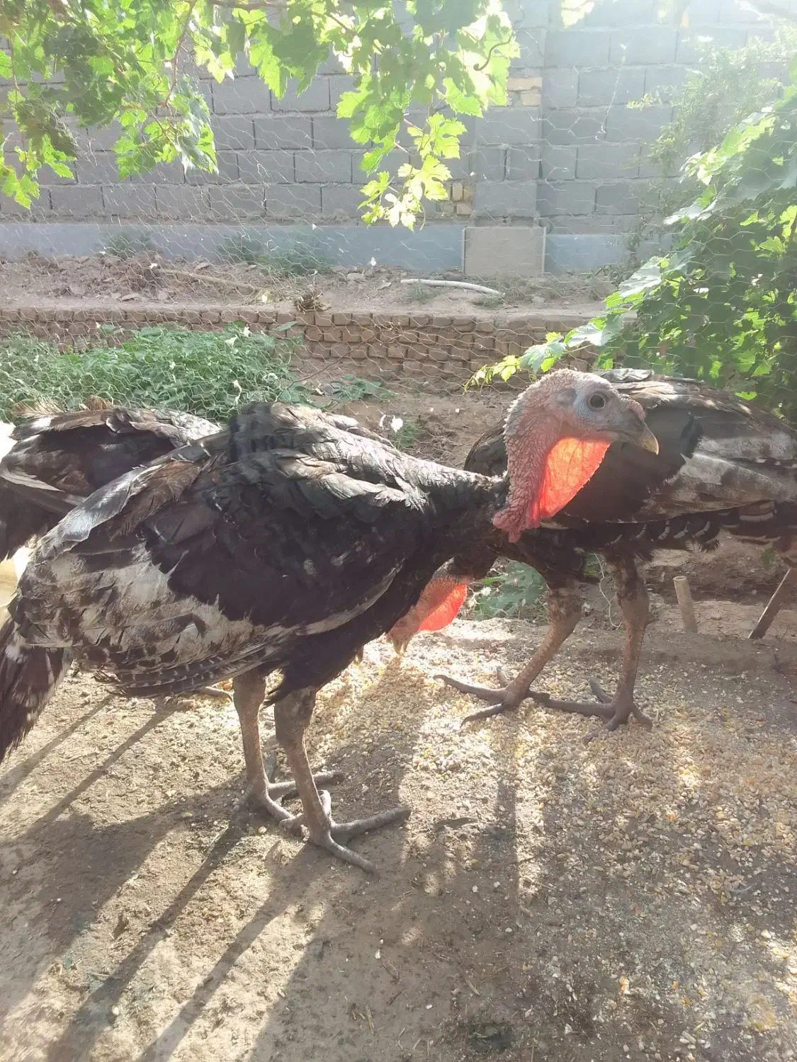 فروش خروس +غاز+بوقلمون|حیوانات مزرعه|گرمسار, |دیوار