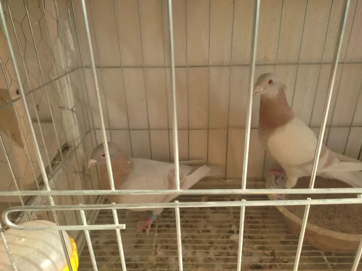 نروماده جفتی|پرنده|نورآباد ممسنی, |دیوار