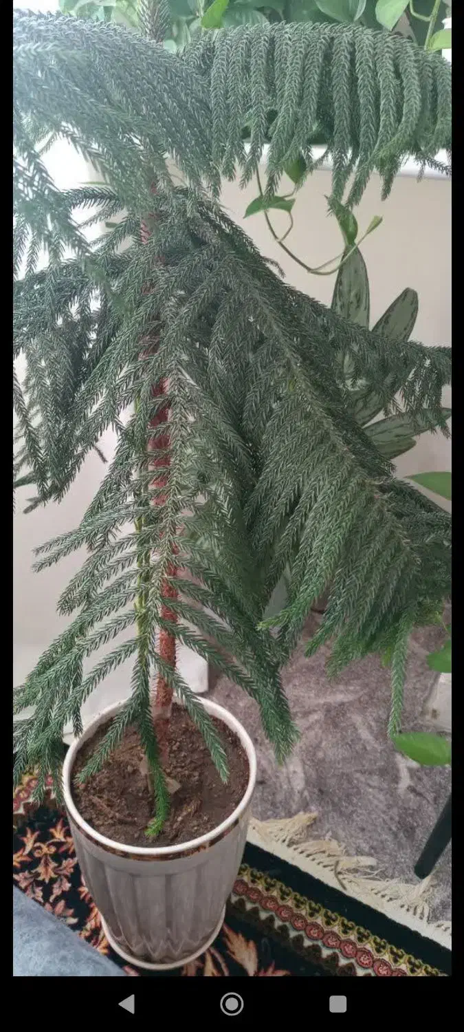 گل طبیعی|گل و گیاه طبیعی|بروجرد, |دیوار