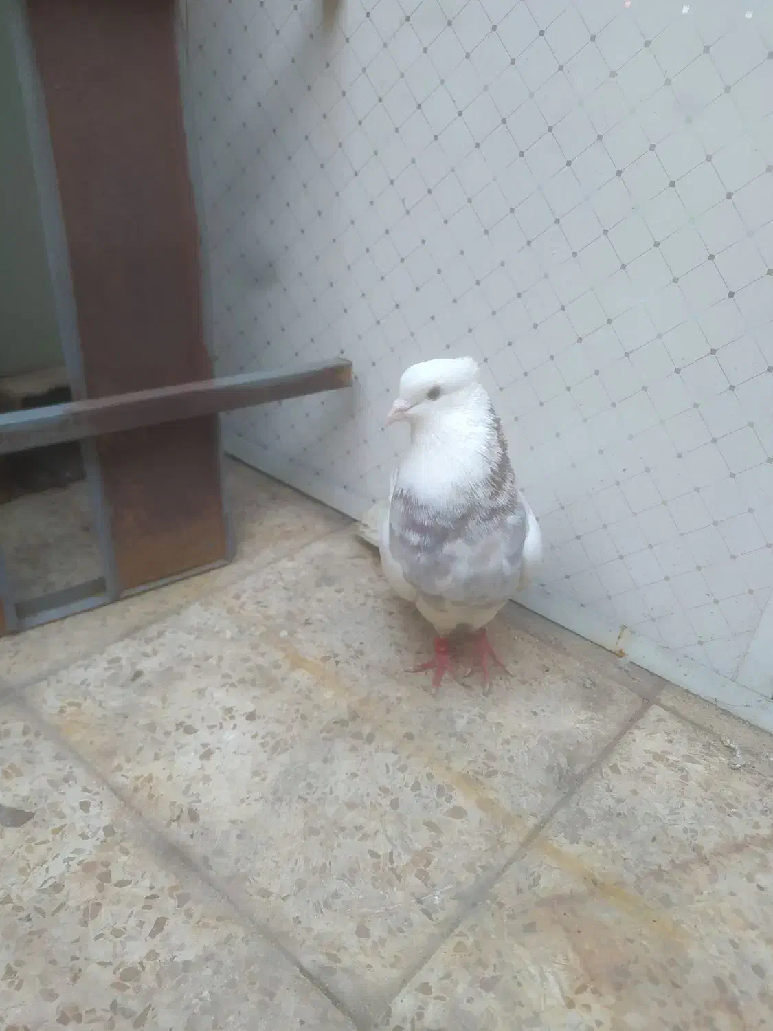 طوقی|پرنده|مسجد سلیمان, |دیوار