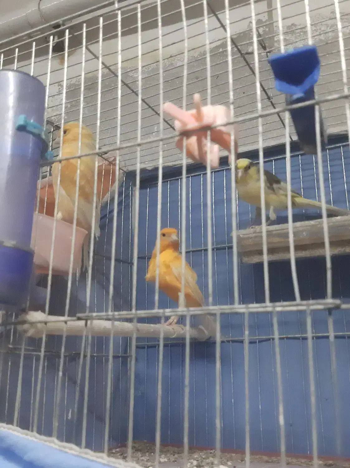 ماده قناری اماده|پرنده|تاکستان, |دیوار