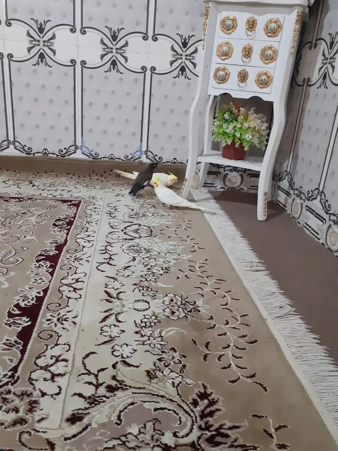 مینا|پرنده|ایرانشهر, |دیوار