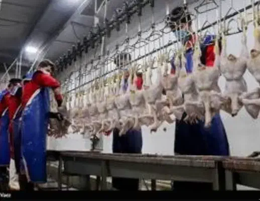 کشتارگاه مرغ|استخدام صنعتی، فنی، مهندسی|کرمانشاه, |دیوار