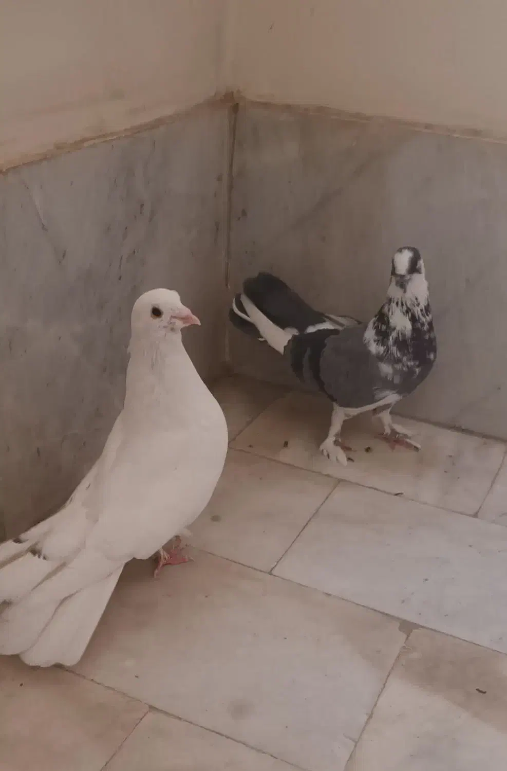 چند نوع کفتر|پرنده|اصفهان, طامه|دیوار