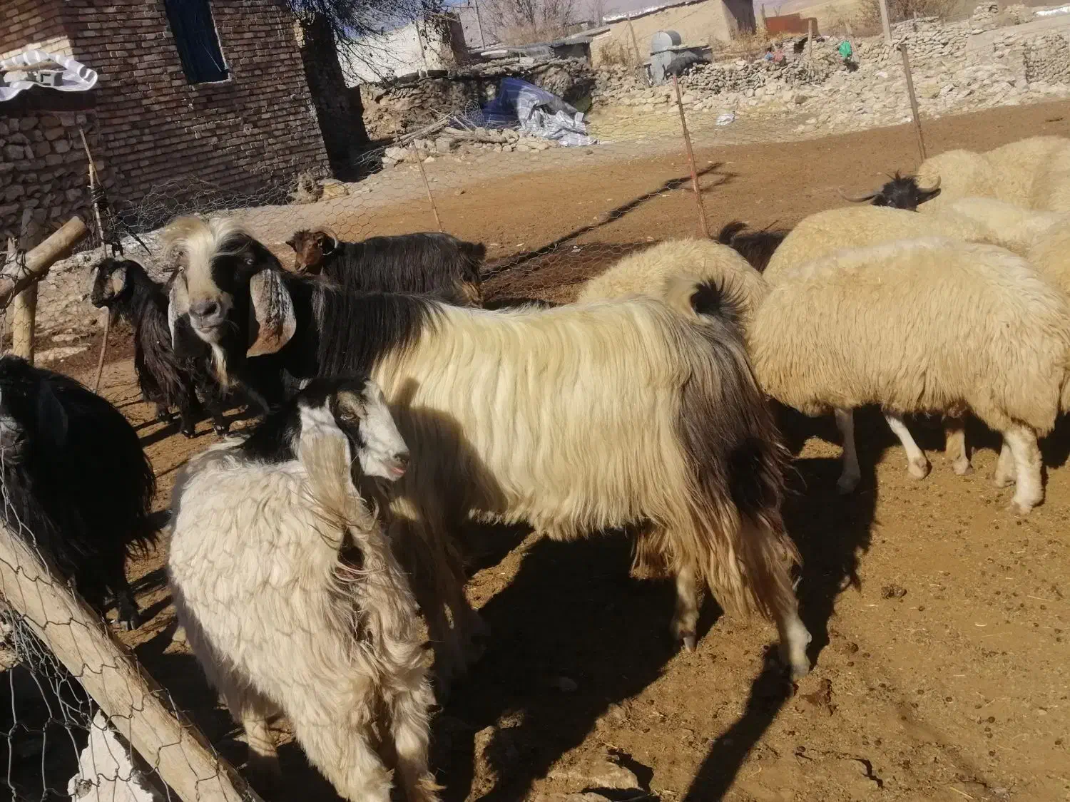 گوسفند|حیوانات مزرعه|جوانرود, |دیوار