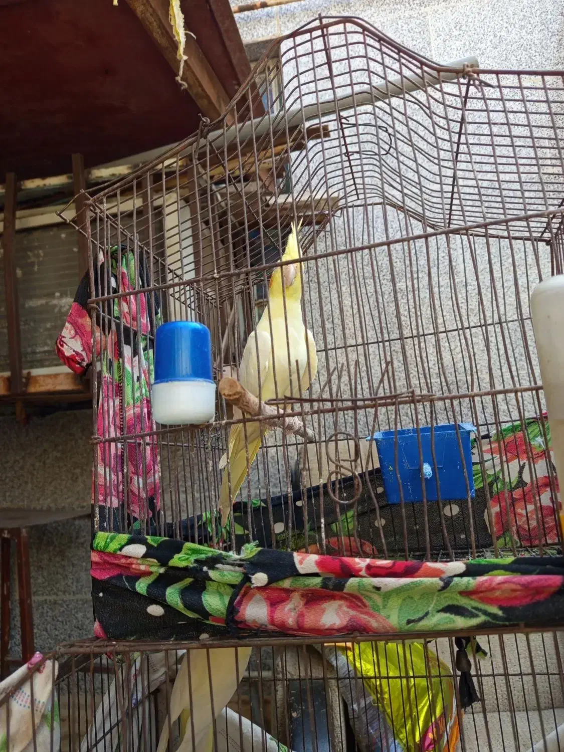 طوطی ماده لونتیو|پرنده|بندر ماهشهر, |دیوار