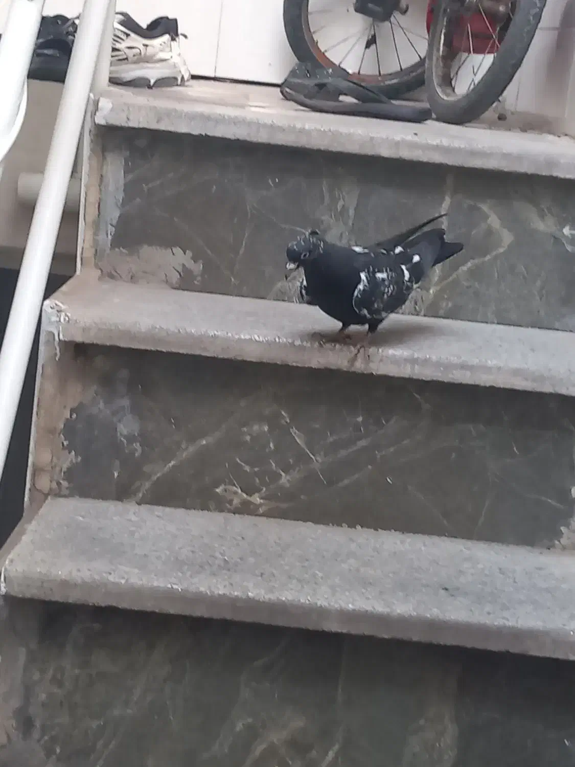 کبوتر|پرنده|مشهد, کارگران|دیوار