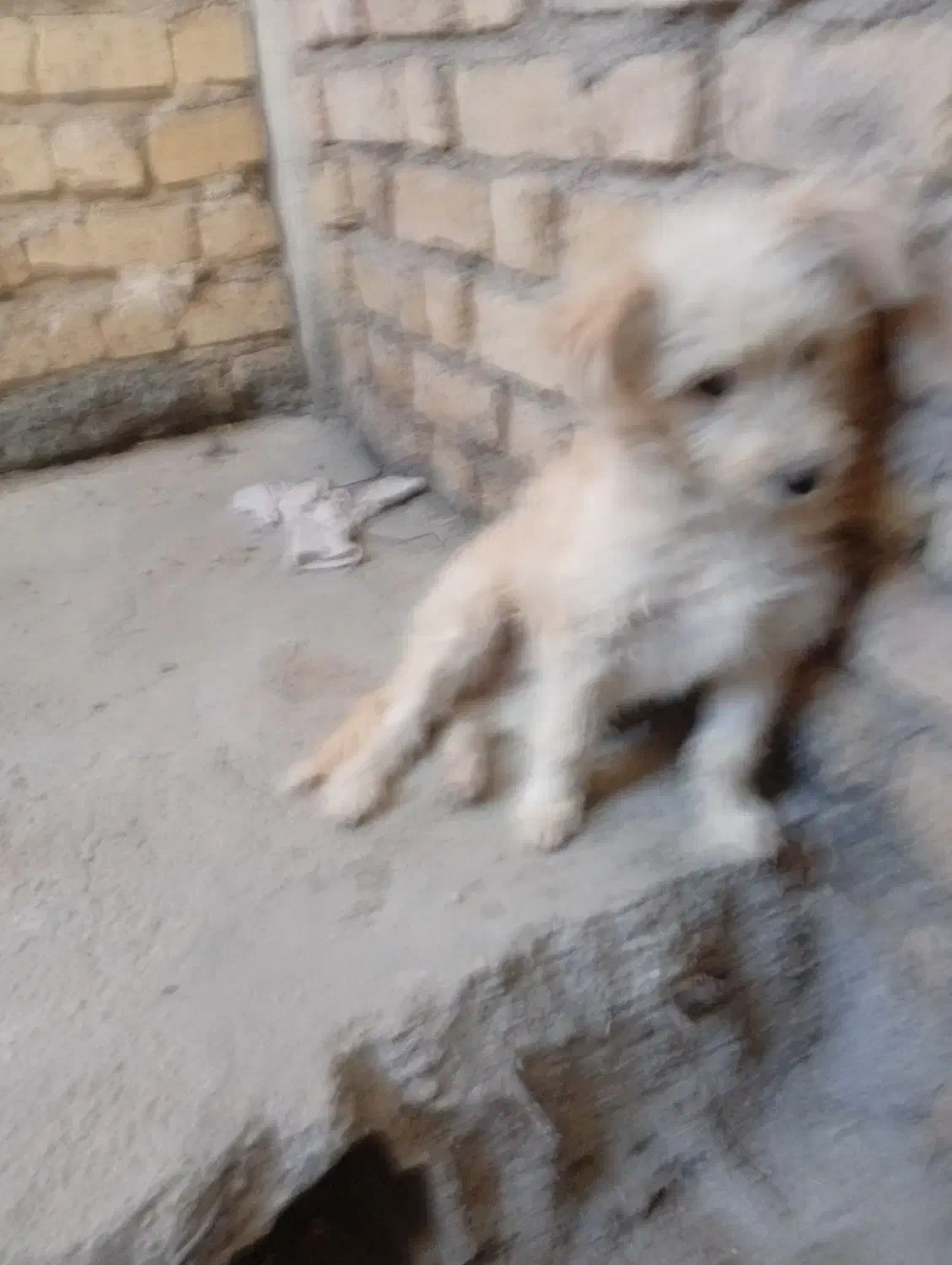 باپرنده عوض میکنم|سگ|فیروزآباد (فارس), |دیوار