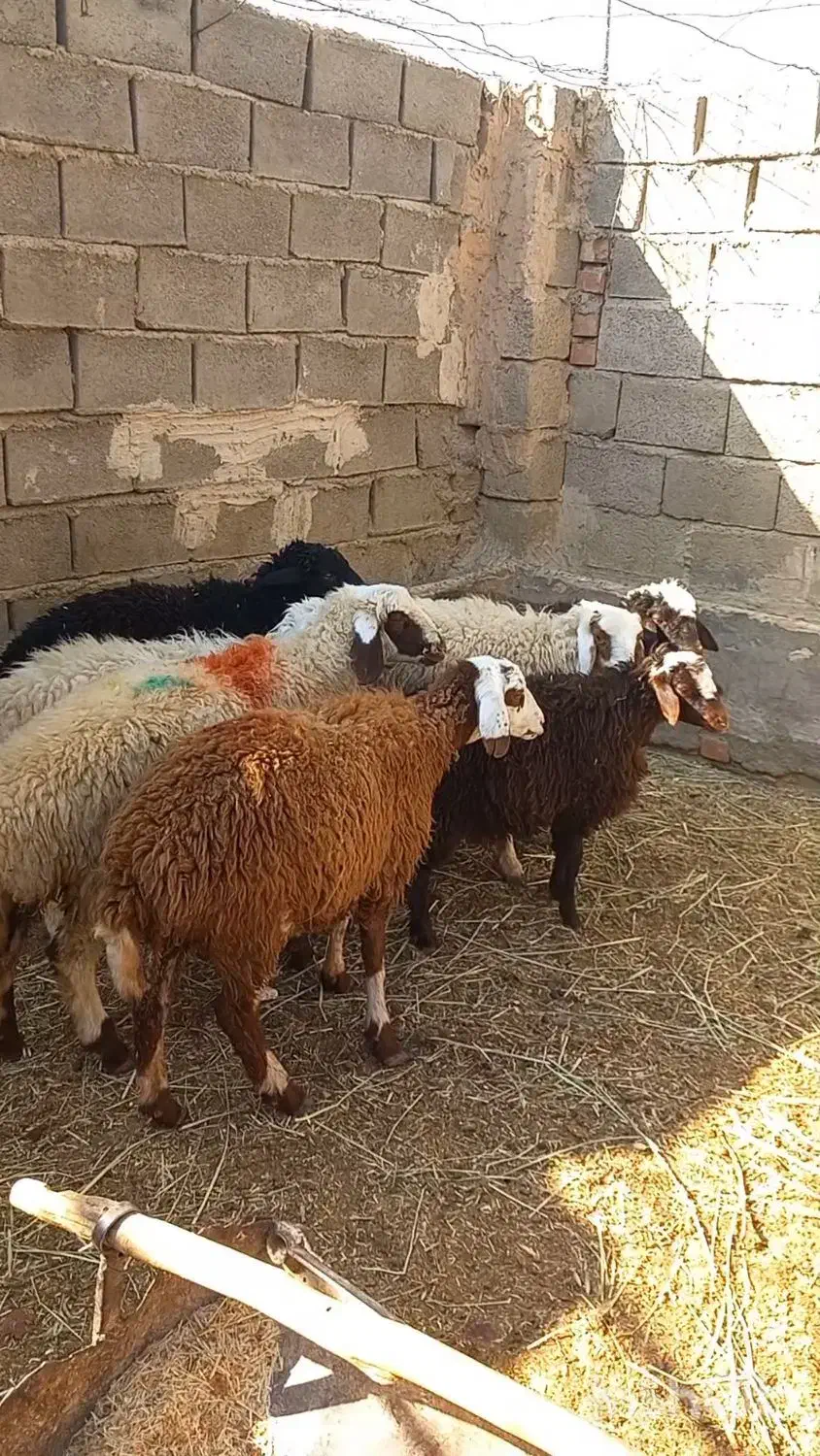 ۷ بره|حیوانات مزرعه|فردوس (خراسان), |دیوار