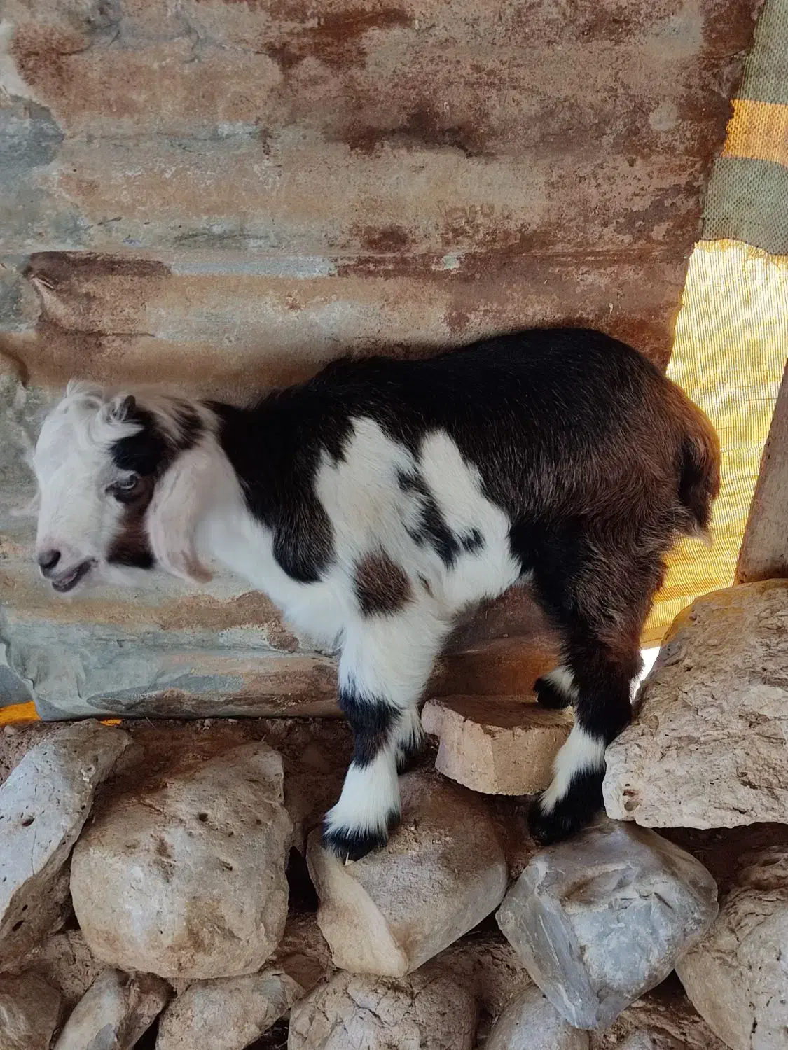 بزغاله شیری|حیوانات مزرعه|مهران (ایلام), |دیوار