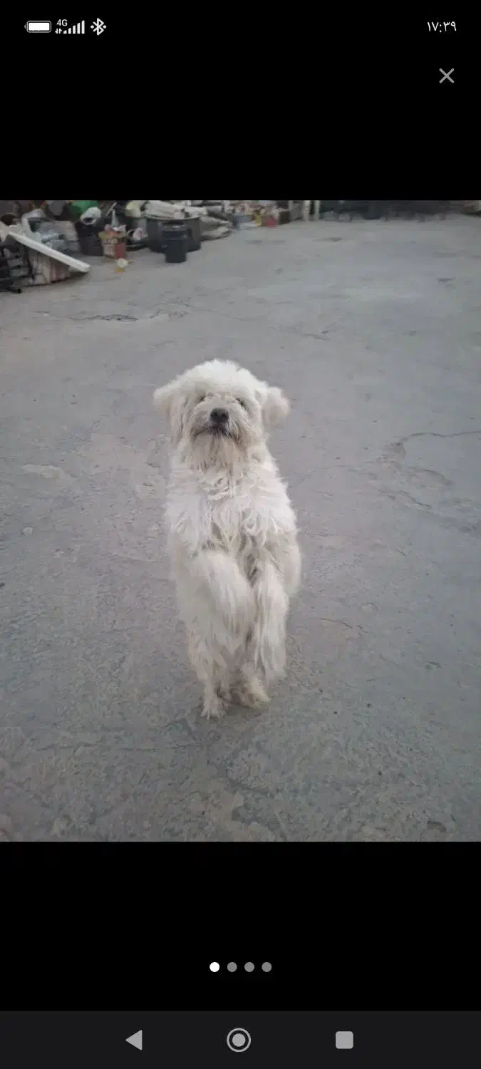 فروش سگ بامزه|سگ|اردکان, |دیوار