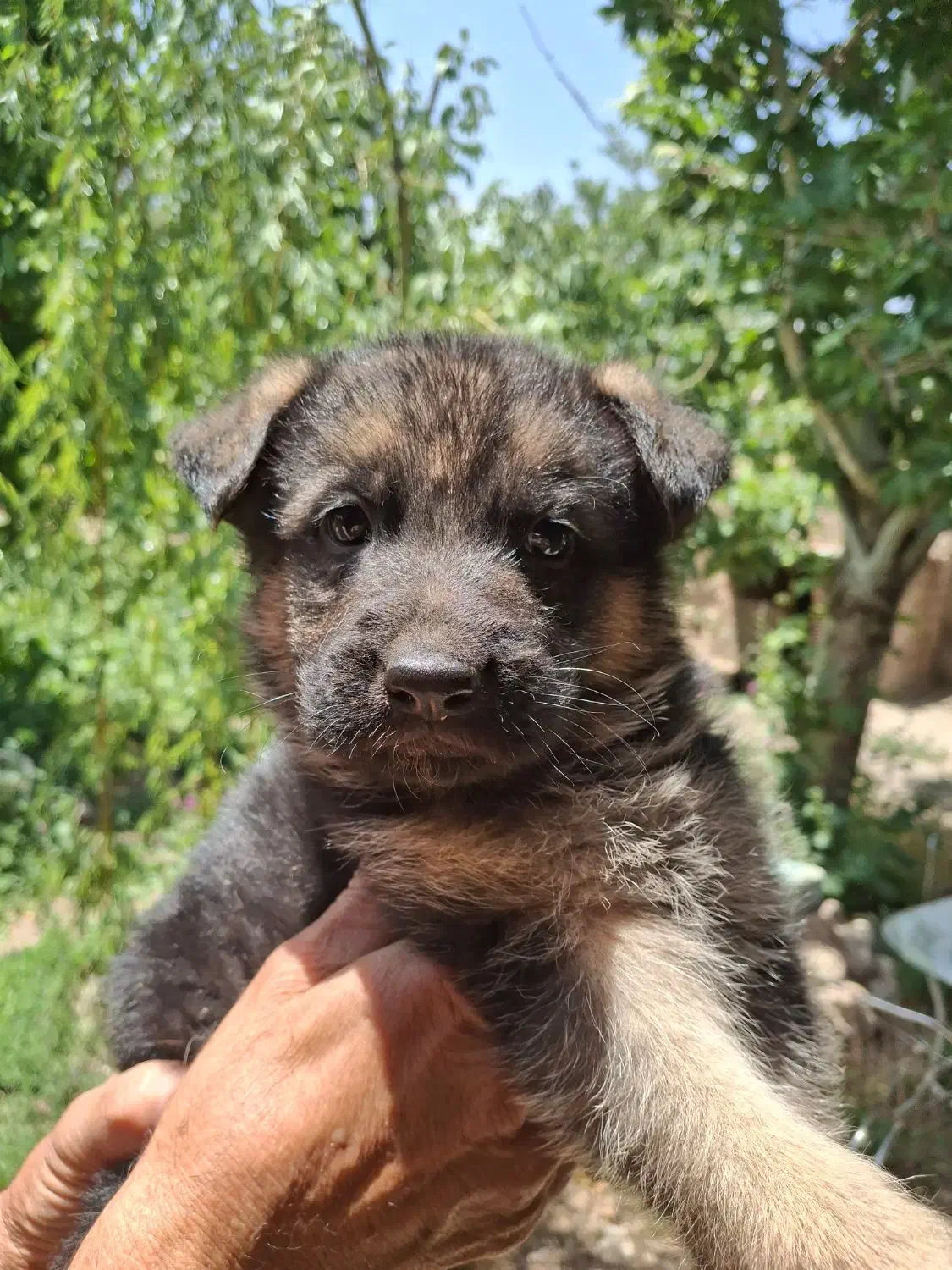 فروش توله ژرمن شولاین ماده|سگ|نیشابور, ده حلاج|دیوار