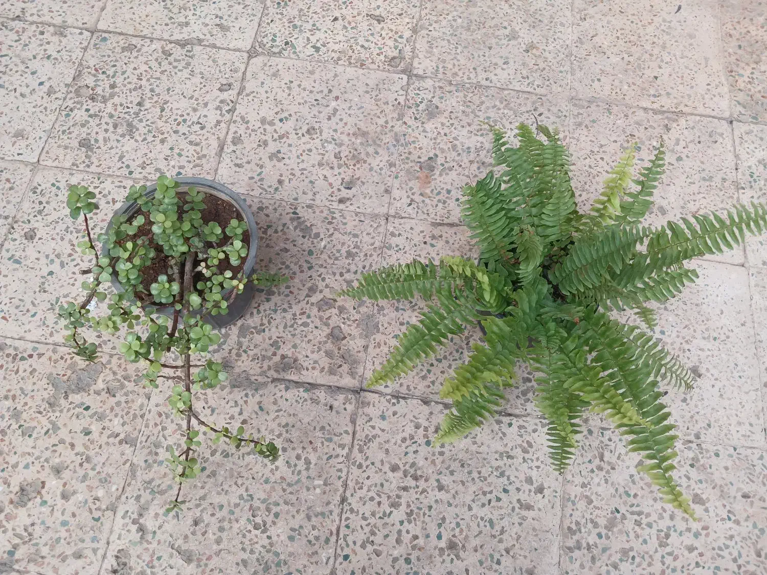 گلهای طبیعی|گل و گیاه طبیعی|اندیمشک, |دیوار