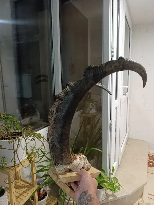 شاخ پازن|حیوانات مزرعه|تهران, مختاری|دیوار