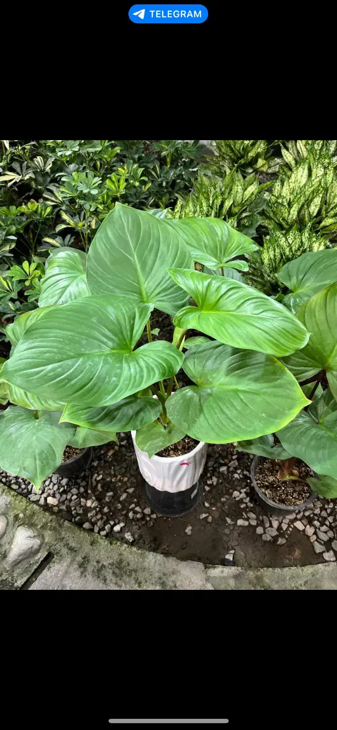 گل هومالومنا|گل و گیاه طبیعی|قم, آزادگان|دیوار