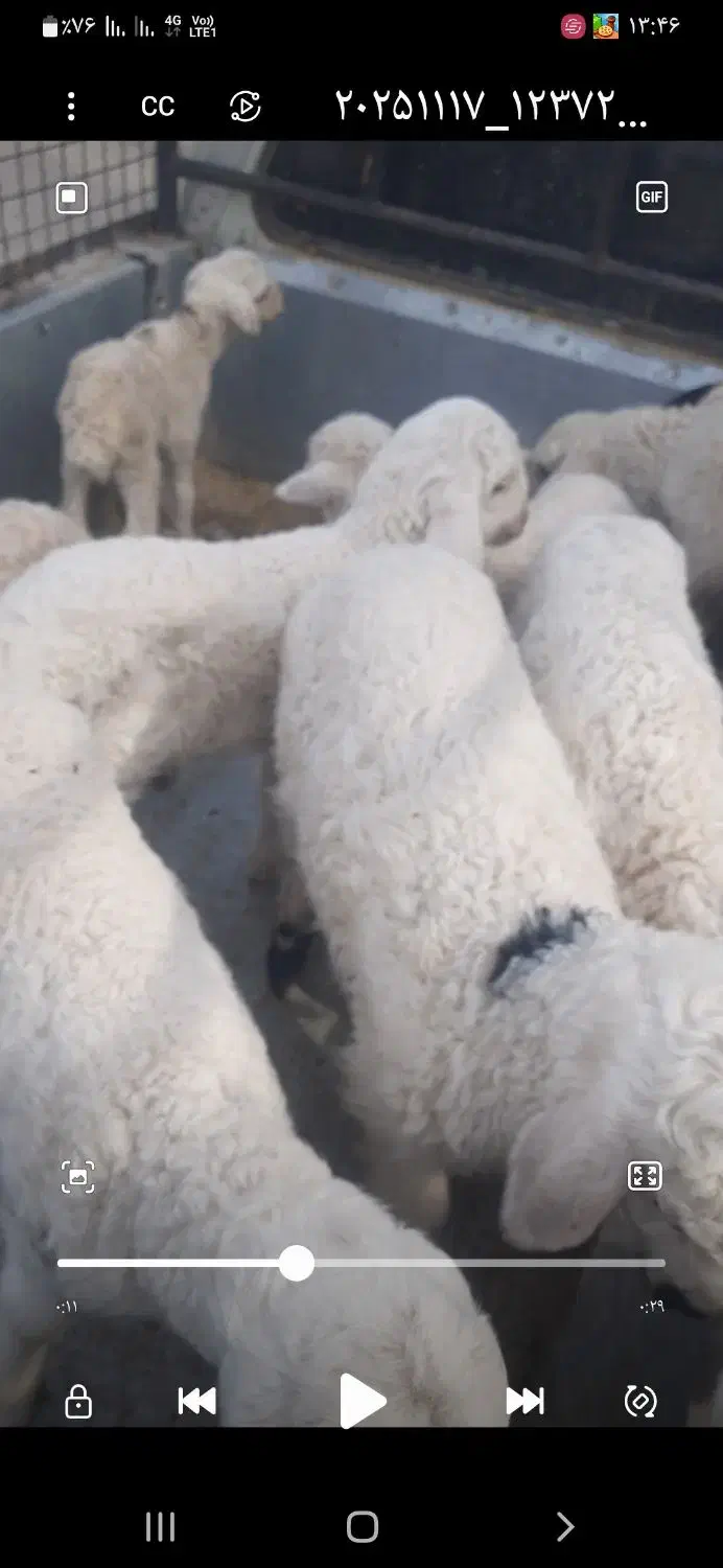 گم شدن چند راس میش زایید از شهرستان جیرفت|حیوانات|جیرفت, |دیوار